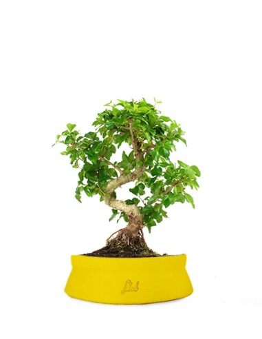 Ligustro L