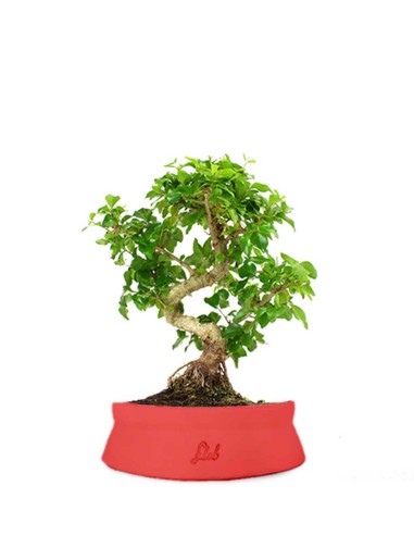 Ligustro L
