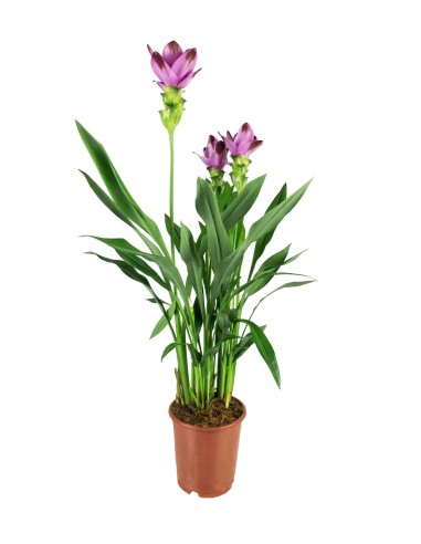 Curcuma Alismatifolia | Tulipano del...