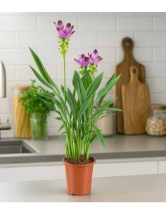 Curcuma Alismatifolia |... 2