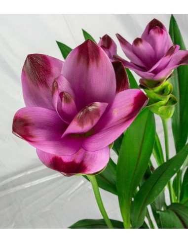 Curcuma Alismatifolia | Tulipano del...