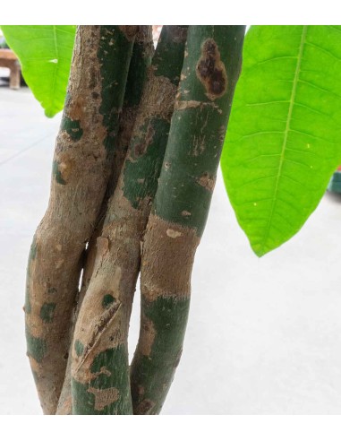 Pachira Acquatica
