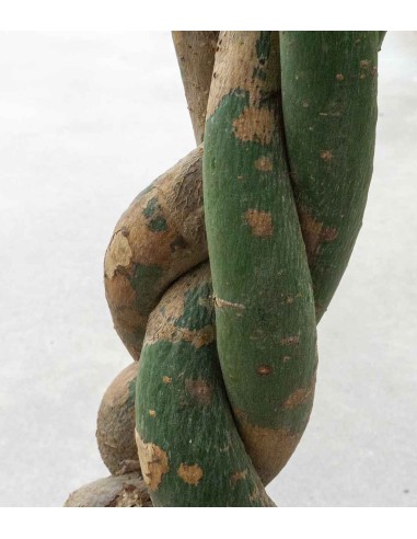 Pachira Acquatica