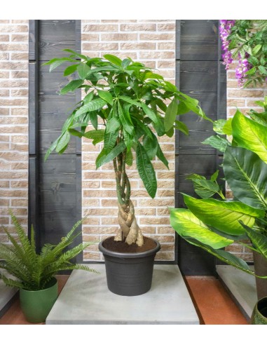 Pachira Acquatica