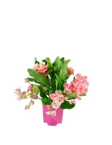Euphorbia Mili - Ø 14 cm H 40 cm