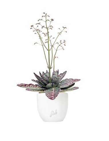 Kalanchoe Humilis "Desert Surprise"