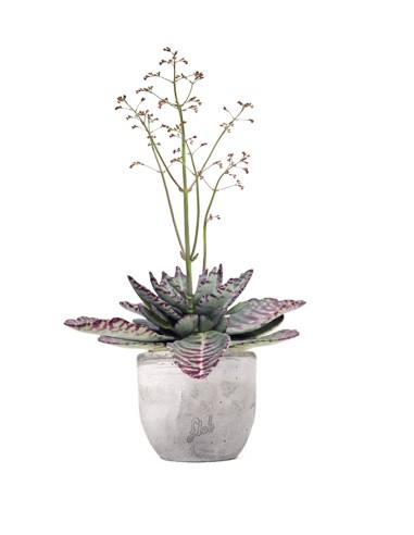 Kalanchoe Humilis "Desert Surprise"