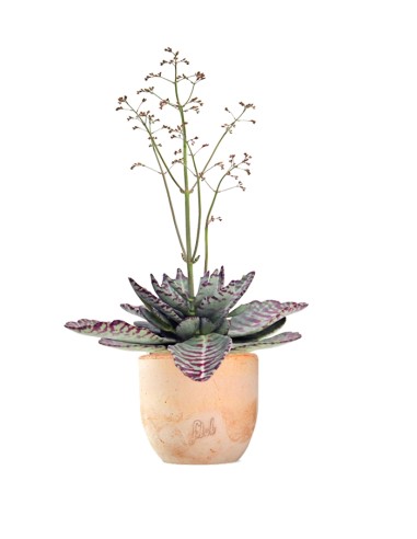 Kalanchoe Humilis "Desert Surprise"