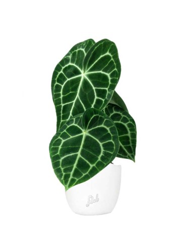 Anthurium Clarinervium