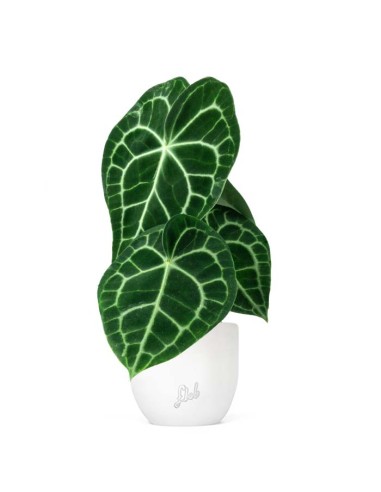 Anthurium Clarinervium