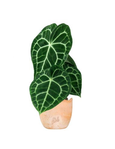 Anthurium Clarinervium