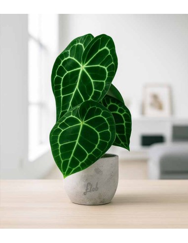 Anthurium Clarinervium
