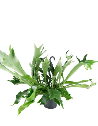 Platycerium