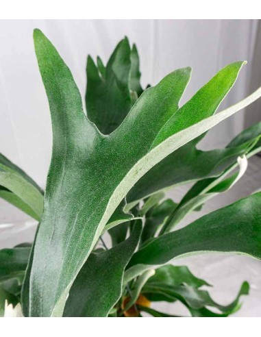 Platycerium