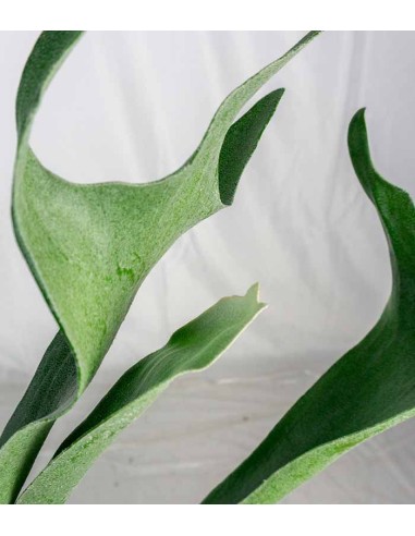 Platycerium