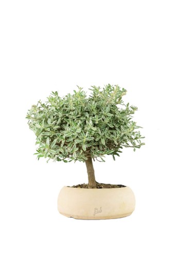 Bonsai di Coprosma Alberello – H30 cm