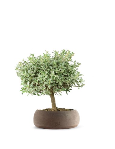 Bonsai di Coprosma Alberello – H30 cm