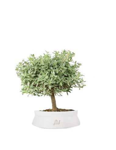 Bonsai di Coprosma Alberello – H30 cm