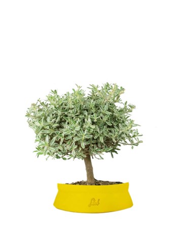 Bonsai di Coprosma Alberello – H30 cm