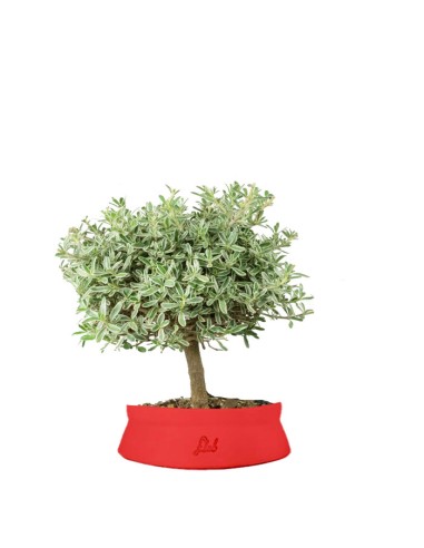 Bonsai di Coprosma Alberello – H30 cm