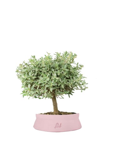 Bonsai di Coprosma Alberello – H30 cm