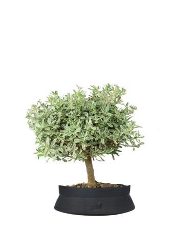 Bonsai di Coprosma Alberello – H30 cm