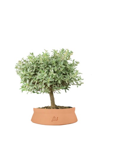 Bonsai di Coprosma Alberello – H30 cm