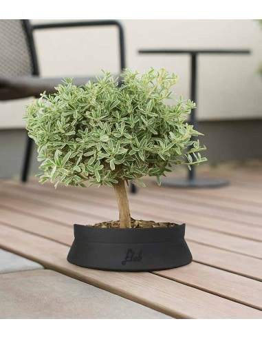 Bonsai di Coprosma Alberello – H30 cm