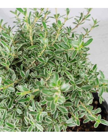 Bonsai di Coprosma Alberello – H30 cm