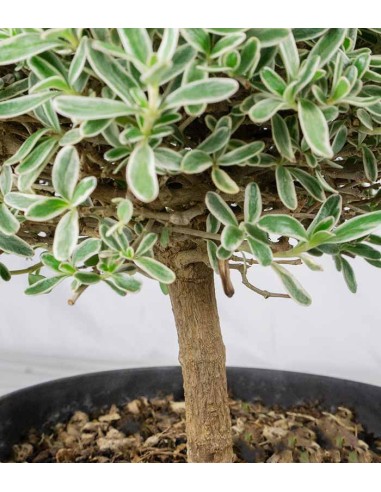 Bonsai di Coprosma Alberello – H30 cm