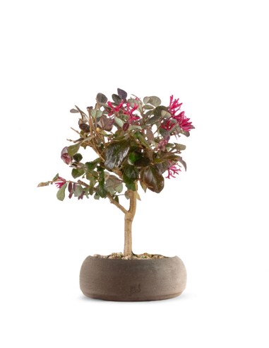 Loropetalum