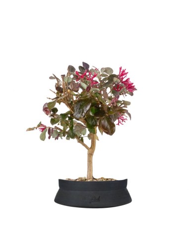 Loropetalum