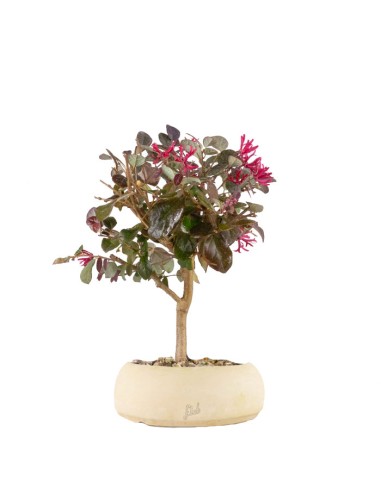 Loropetalum