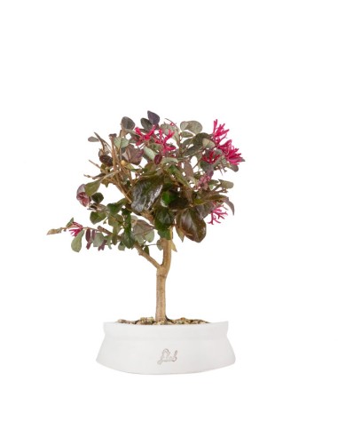 Loropetalum
