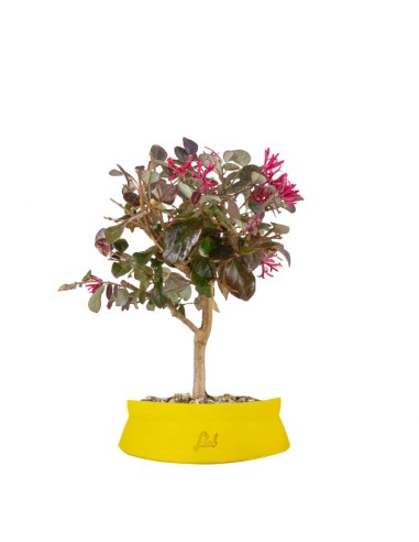 Loropetalum
