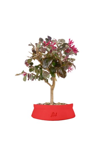 Loropetalum