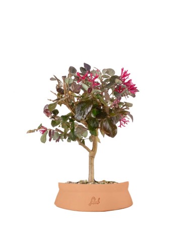 Loropetalum