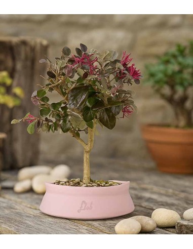 Loropetalum