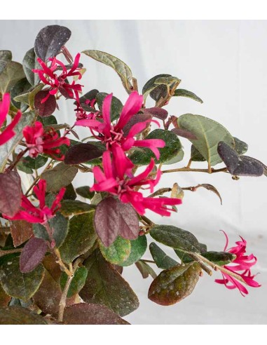 Loropetalum
