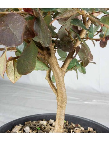 Loropetalum