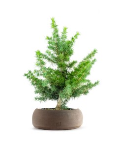 Bonsai Cedro del Libano H50 cm