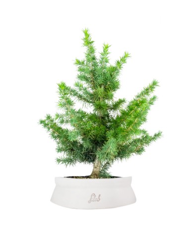Cedro Bonsai