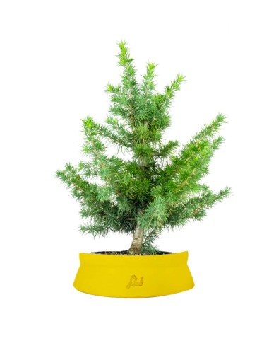 Bonsai Cedro del Libano H50 cm