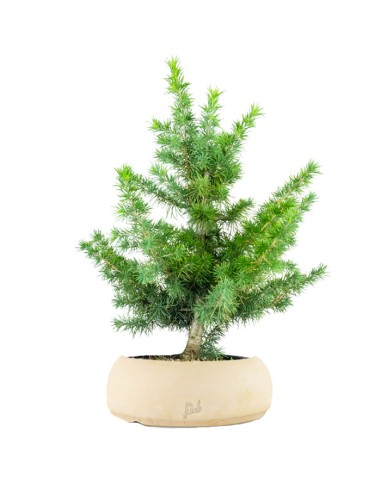 Bonsai Cedro del Libano H50 cm