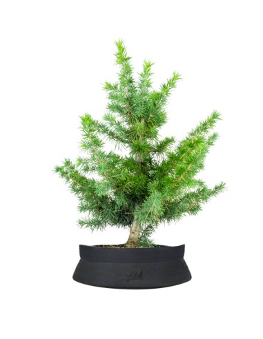 Bonsai Cedro del Libano H50 cm