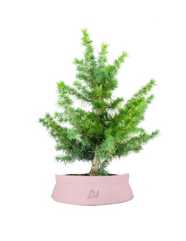 Bonsai Cedro del Libano H50 cm