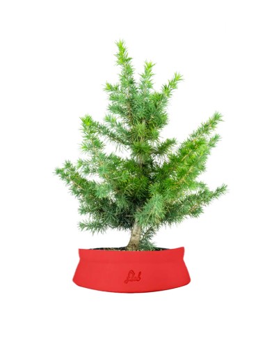 Bonsai Cedro del Libano H50 cm