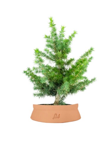 Bonsai Cedro del Libano H50 cm