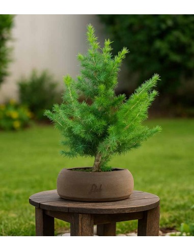 Cedro Bonsai