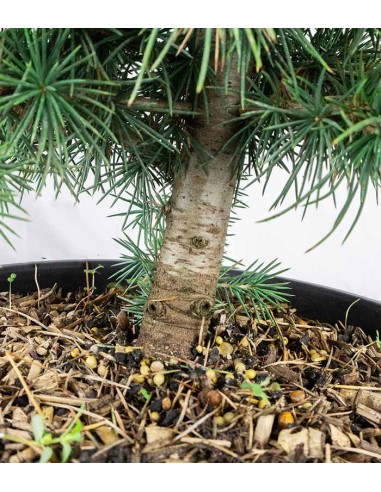 Bonsai Cedro del Libano H50 cm